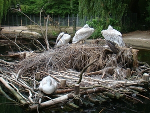 ZOO 27-7-2010 179