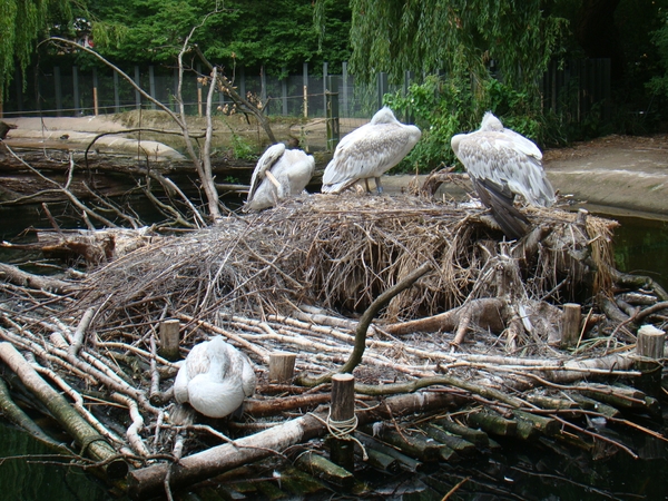 ZOO 27-7-2010 179