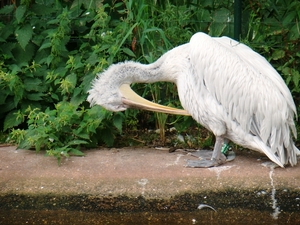 ZOO 27-7-2010 180