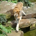 ZOO 27-7-2010 200