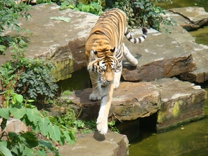 ZOO 27-7-2010 200