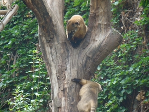 ZOO 27-7-2010 204