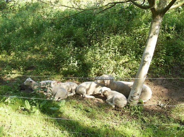 Bornem Hingene April 2011 015