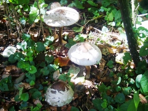 PADDESTOELEN