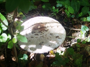 PADDESTOELEN