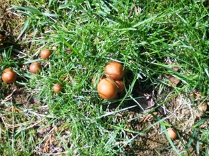 PADDESTOELEN