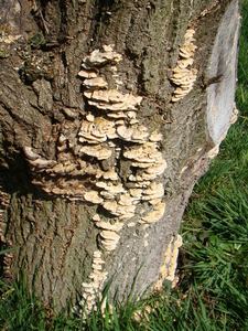 PADDESTOELEN
