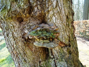 PADDESTOELEN