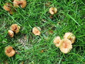 PADDESTOELEN