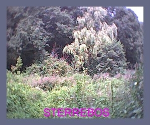 STERREBOS 1