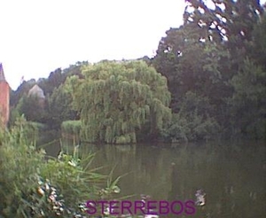 STERREBOS 4