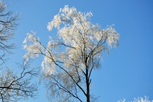 229633-2b132ec9f8435fe2e2ea8607aeac00af