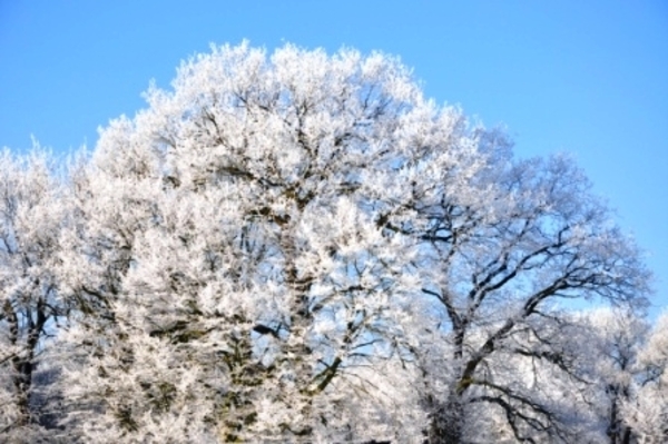 229644-4e1d670b39064695404542676b383e71