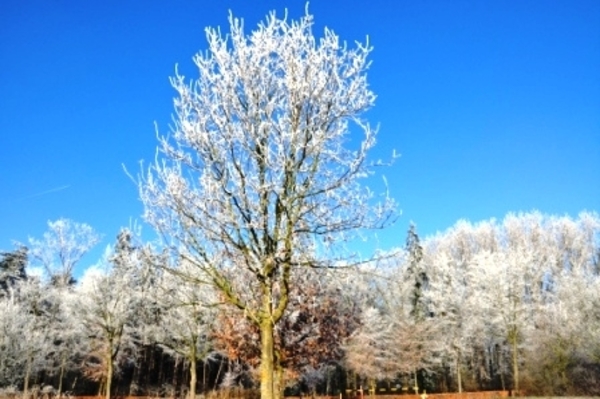 229646-4599a8caae14f4fcd2e221f78725ada6