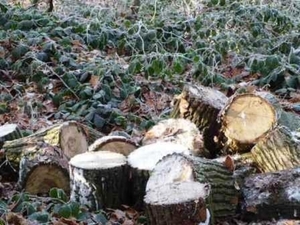 229671-7870e75f6496a7aeafd4b9c9c60f022b