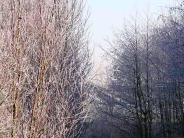 229681-c0fcb8d16355f1f30846cd2a16108f0c