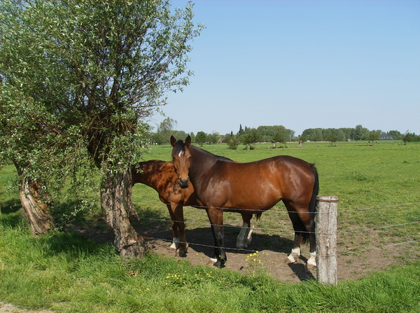 Dendermonde Mei 2011 006