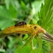 Brandnetelroest met larve Lieveheersbeestje