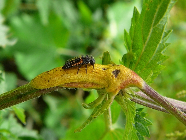 Brandnetelroest met larve Lieveheersbeestje