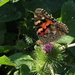 Distelvlinder Vanessa cardui Brabantse Biesbosch - Polder Krijntj