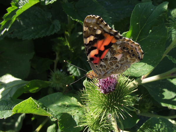 Distelvlinder Vanessa cardui Brabantse Biesbosch - Polder Krijntj