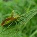 Acanthosoma haemorrhoidale Acanthosoma haemorrhoidale Brabantse B