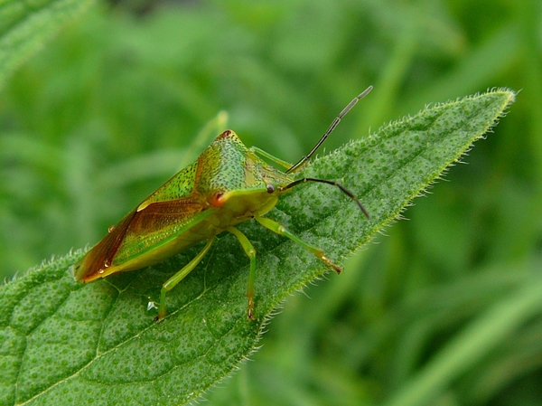 Acanthosoma haemorrhoidale Acanthosoma haemorrhoidale Brabantse B