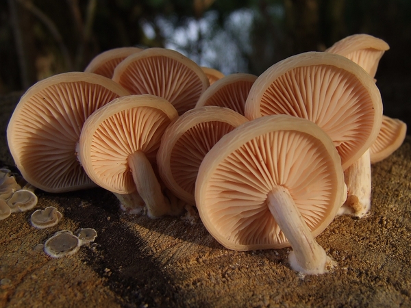 Zalmzwam Rhodotus palmatus Werkendam - Bebouwde Kom  3