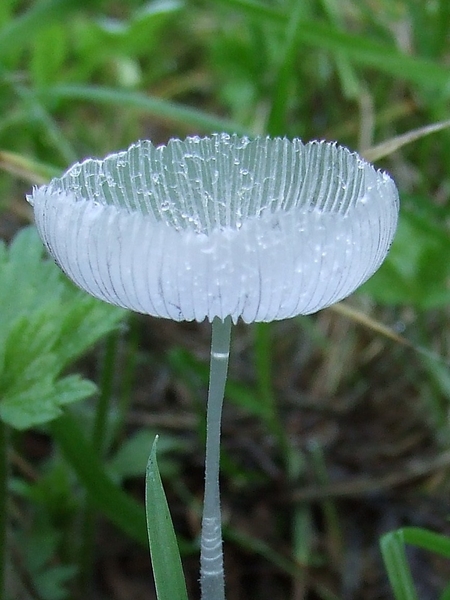 Inktzwam spec. Coprinus spec. Schans, Schenkeldijk - Witdammen  h