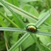 Grote Goudhaan Chrysolina graminis