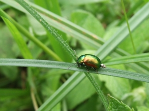 Grote Goudhaan Chrysolina graminis