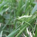 Grote Groene Sabelsprinkhaan Tettigonia viridissima