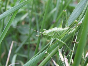 Grote Groene Sabelsprinkhaan Tettigonia viridissima