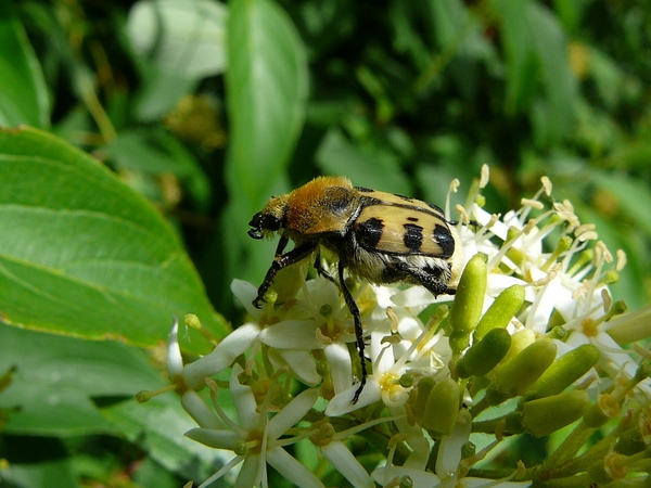 Penseelkever Trichius fasciatus