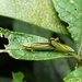 Rododendroncicade Graphocephala fennahi