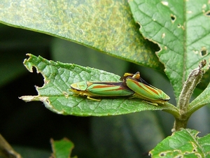 Rododendroncicade Graphocephala fennahi