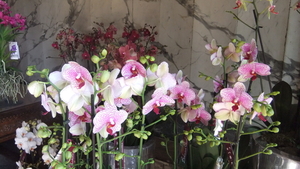 Orchideententoonstelling in de kapel v.h.kasteel