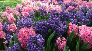 hyacinten in alle kleuren