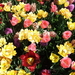DSCF0664