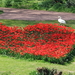 tulpen in hartvorm