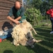 schapen scheren 010