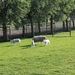 schapen scheren 014