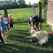 schapen scheren 027