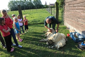 schapen scheren 027