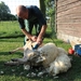 schapen scheren 028