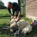 schapen scheren 029