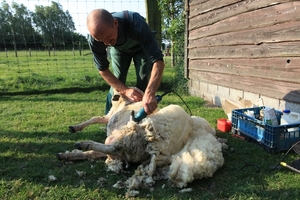 schapen scheren 029