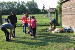 schapen scheren 034