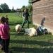 schapen scheren 035