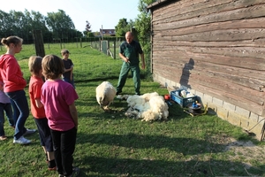 schapen scheren 035